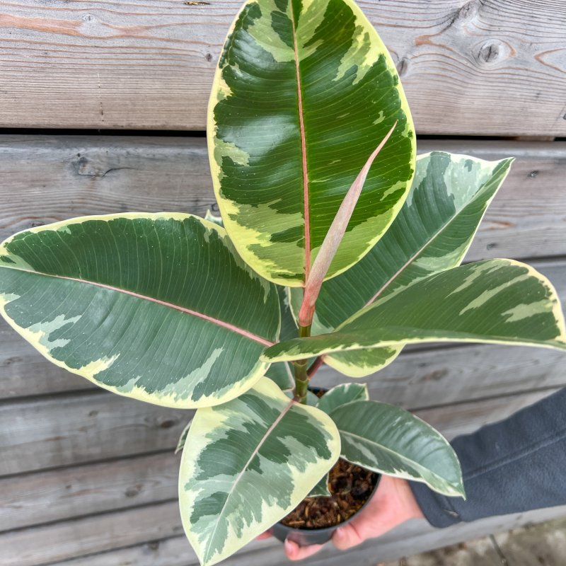 Ficus elastica (Fikus kaučukový) ´TINEKE´ - kont. C1,5L, výška: 25-35 cm